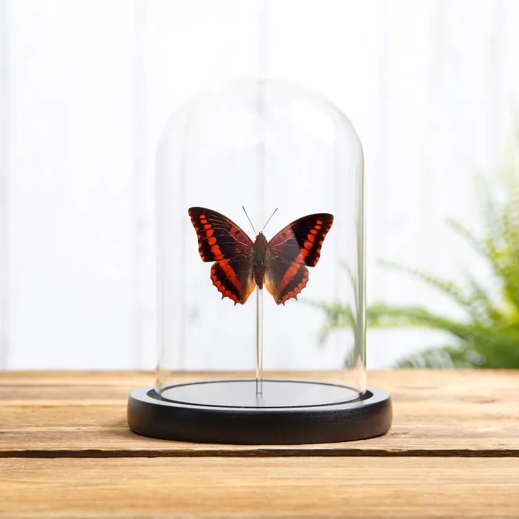 Violetgewassen Charaxes in Glazen Stolp (Charaxes lucretius)