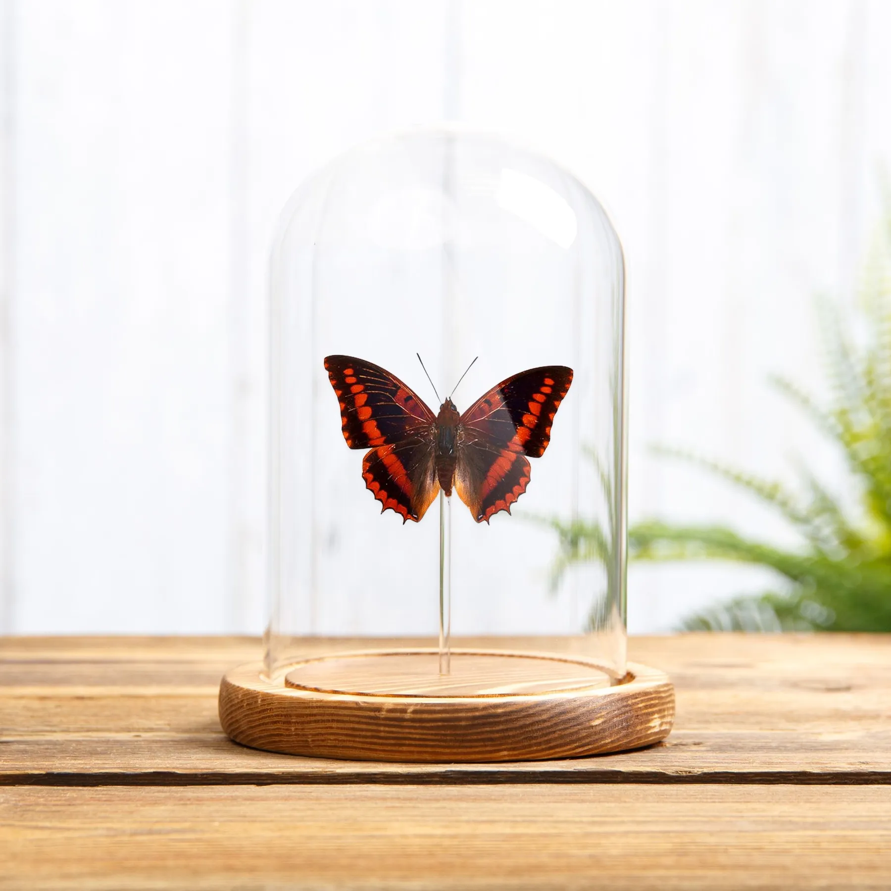 Minibeast Violet-washed Charaxes In Glass Dome (Charaxes lucretius)