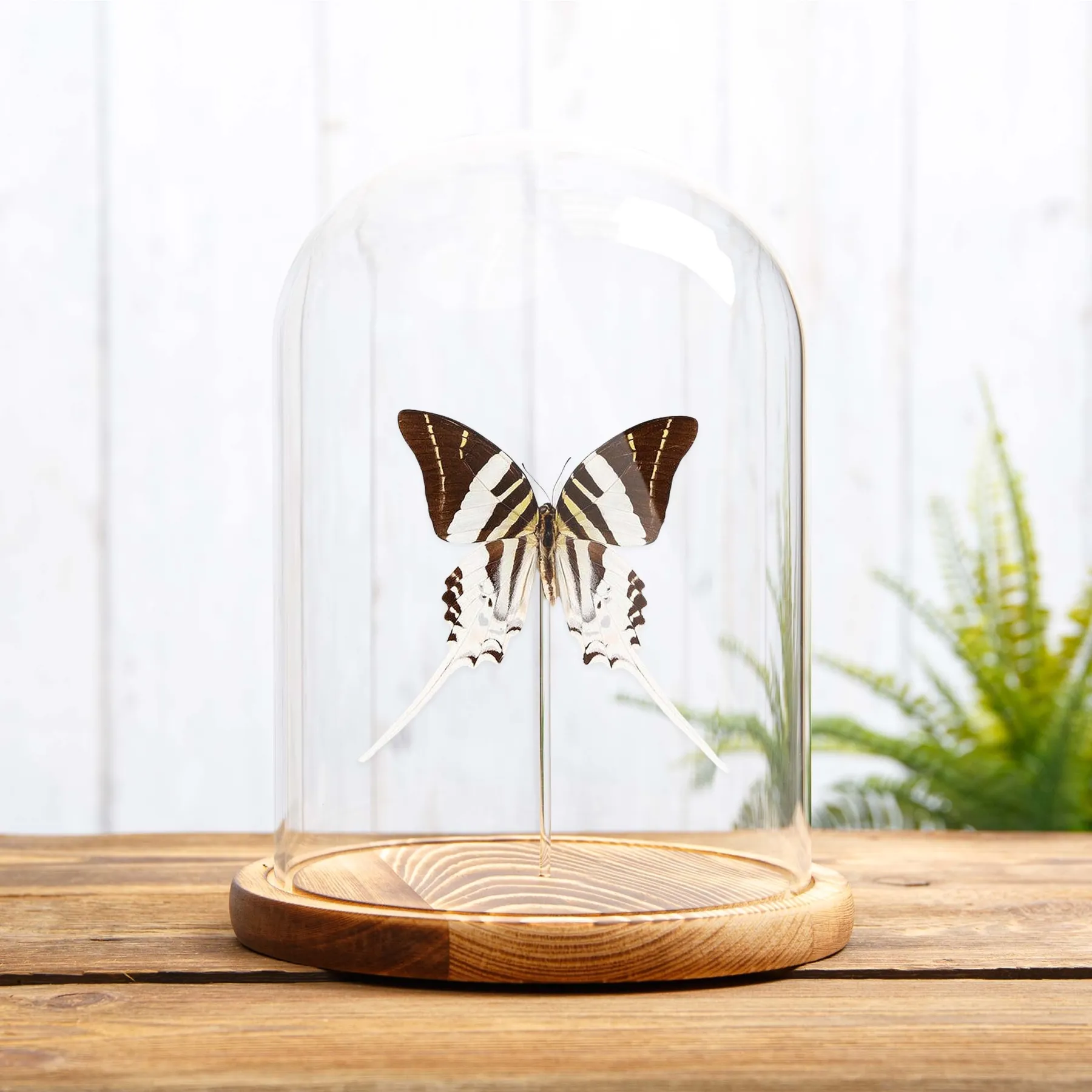 Minibeast Grote Zwaardstaartvlinder in Glazen Stolp (Graphium androcles)