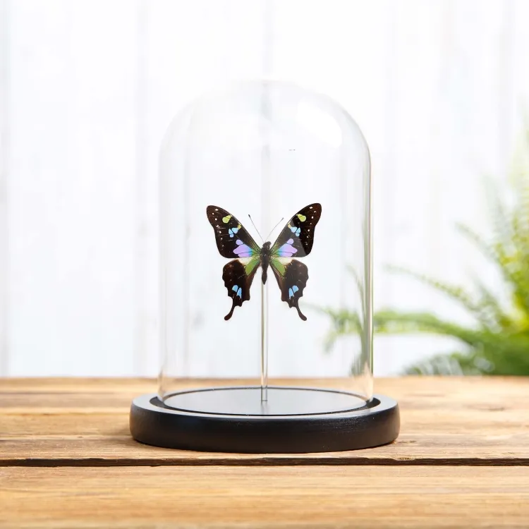 Purple Mountain Swallowtail In Glass Dome (Graphium weiskei arfakensis)