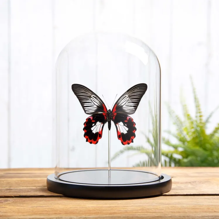 Scarlet Mormon White Form In Glass Dome (Papilio rumanzovia)