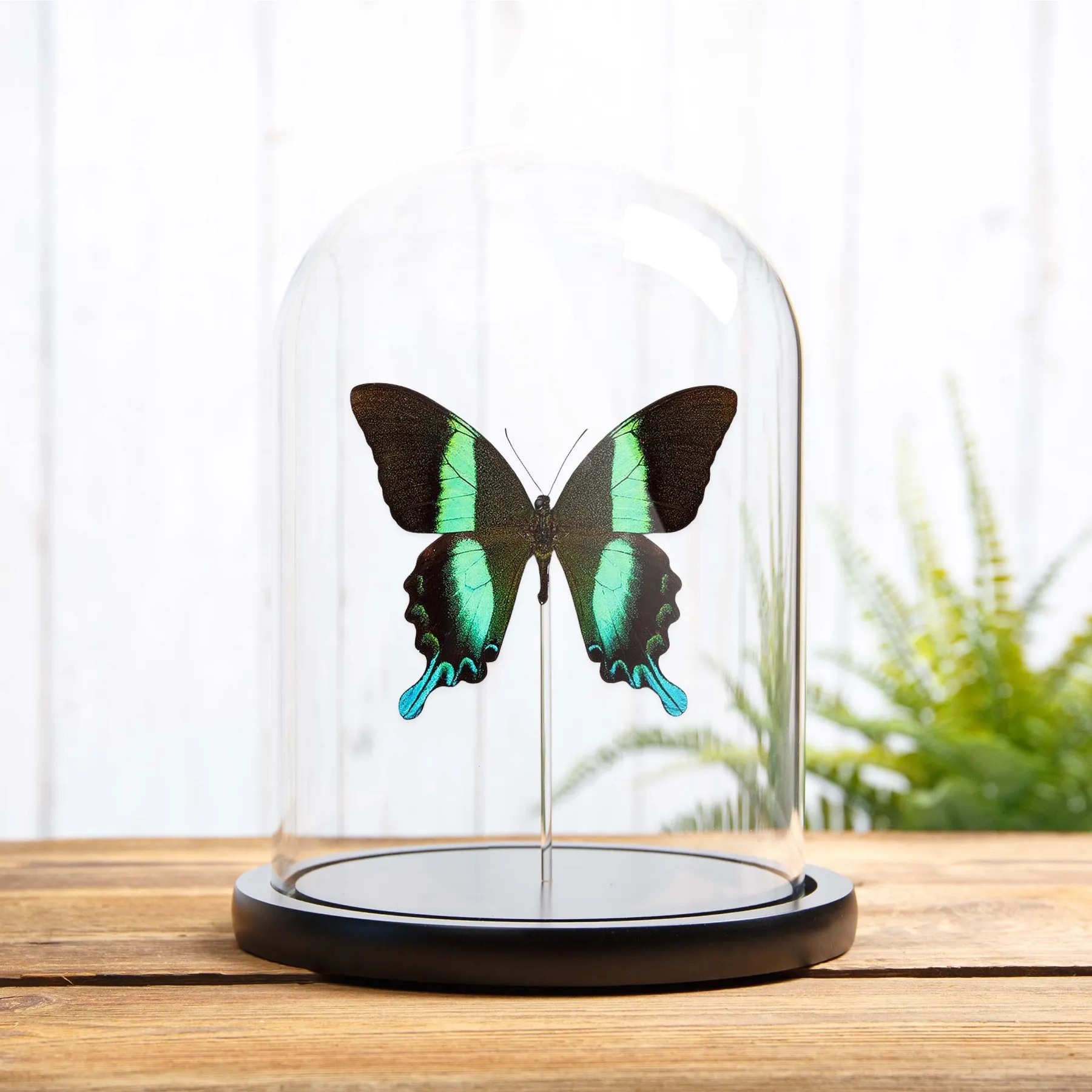 Minibeast De Pauwenvlinder in Glazen Stolp (Papilio blumei)