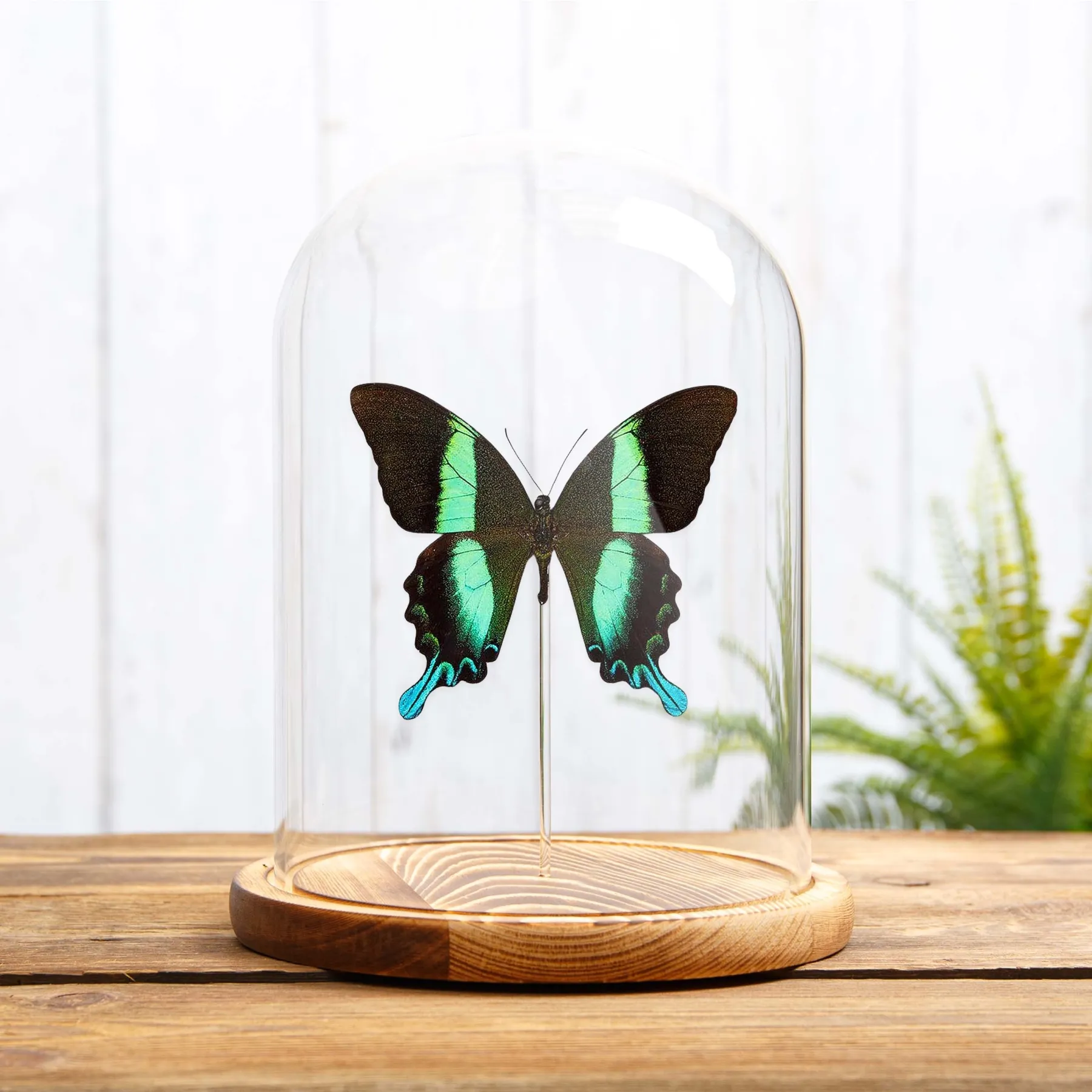 Minibeast De Pauwenvlinder in Glazen Stolp (Papilio blumei)