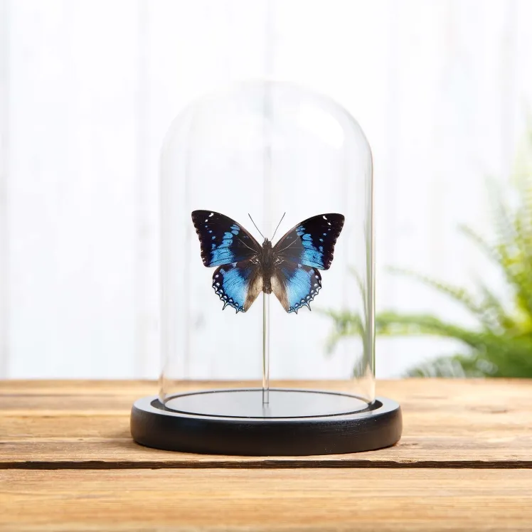 Western Blue Charaxes Butterfly In Glass Dome (Charaxes smaragdalis)