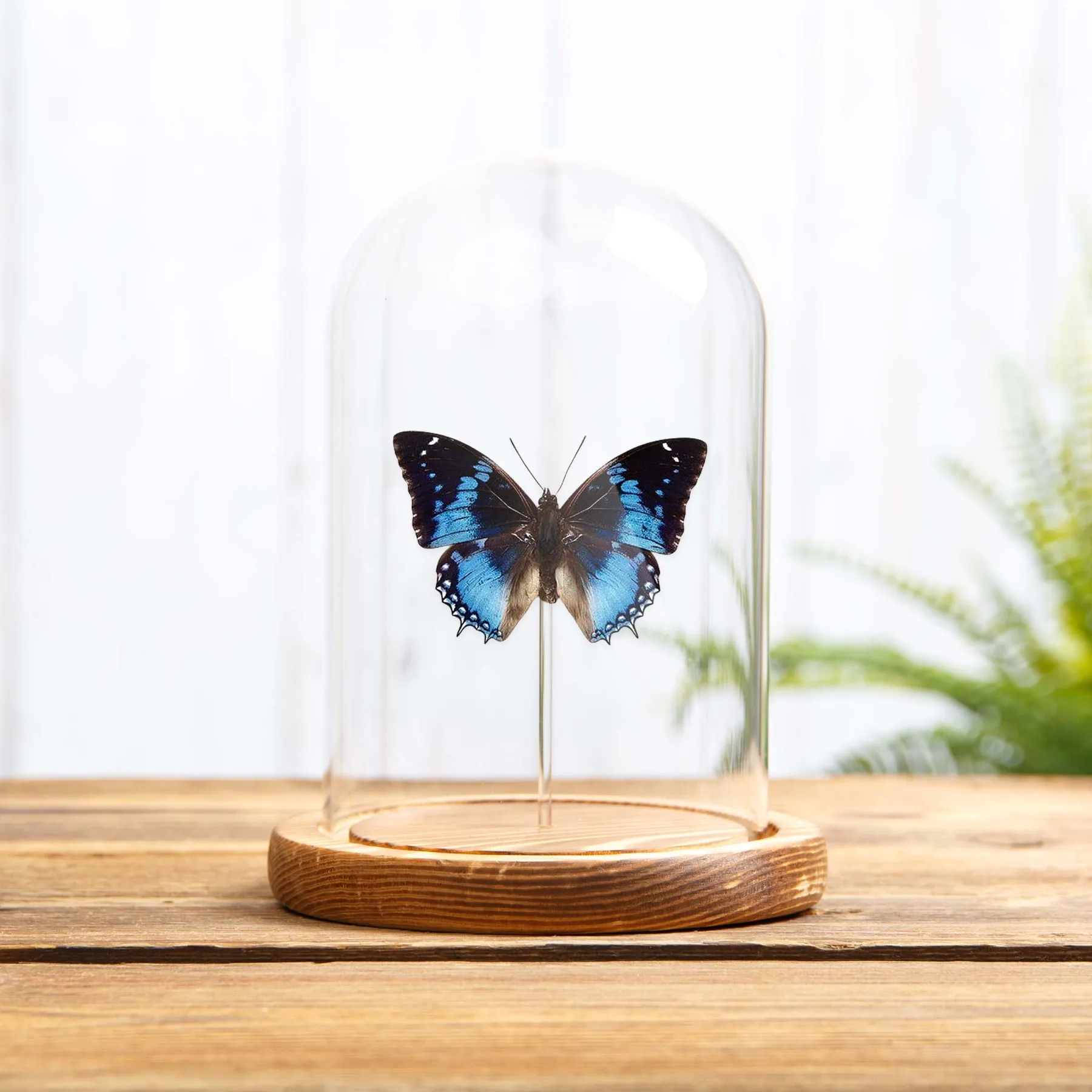 Minibeast Westlicher Blauer Charaxes Schmetterling in einer Glasglocke (Charaxes smaragdalis)