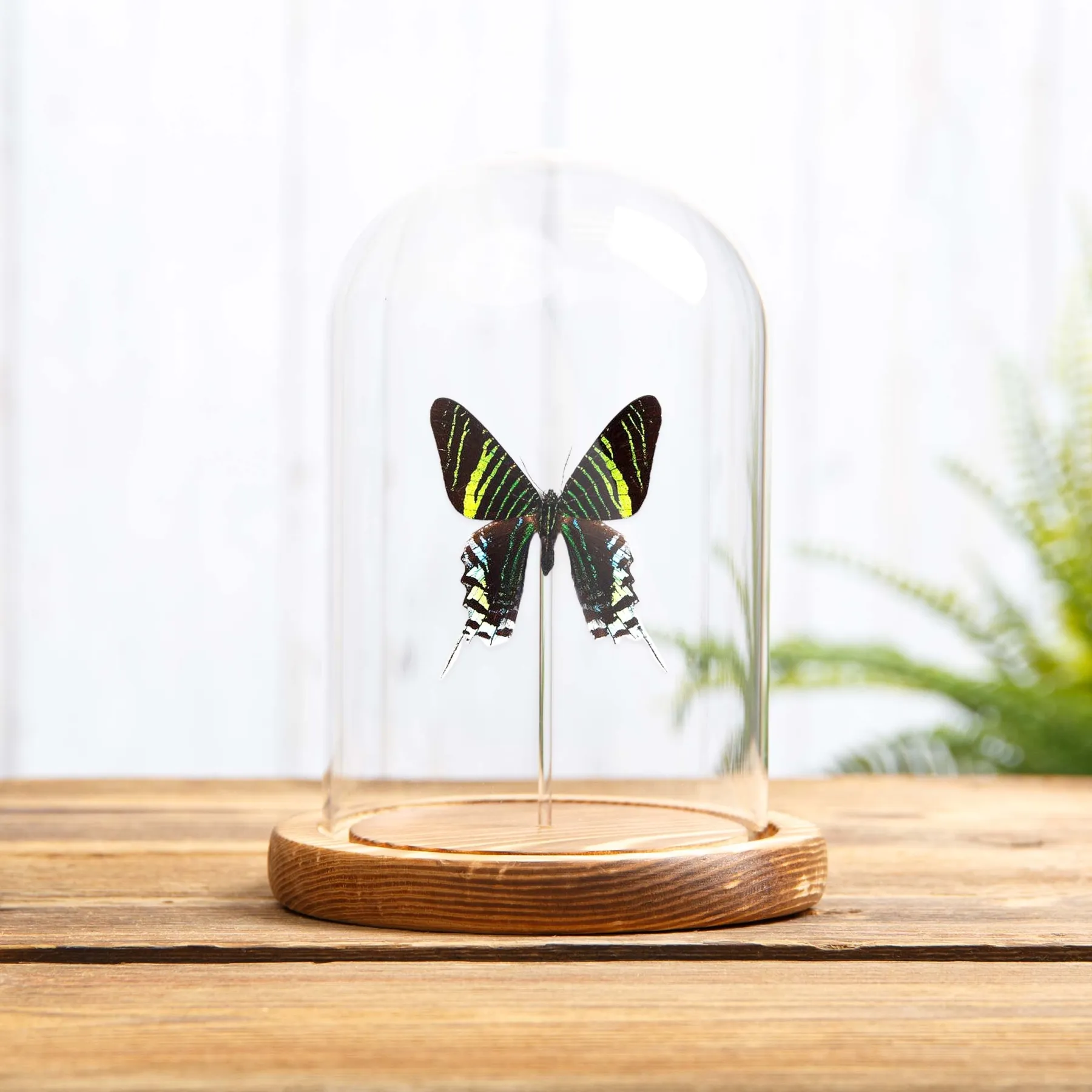 Minibeast Νυχτοπεταλούδα Urania Swallowtail νυχτοπεταλούδα σε γυάλινο θόλο (Urania leilus)