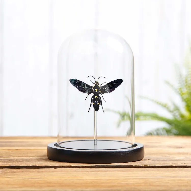 Grosse Guêpe Scoliid sous cloche en verre (Megascolia procer javanesis)