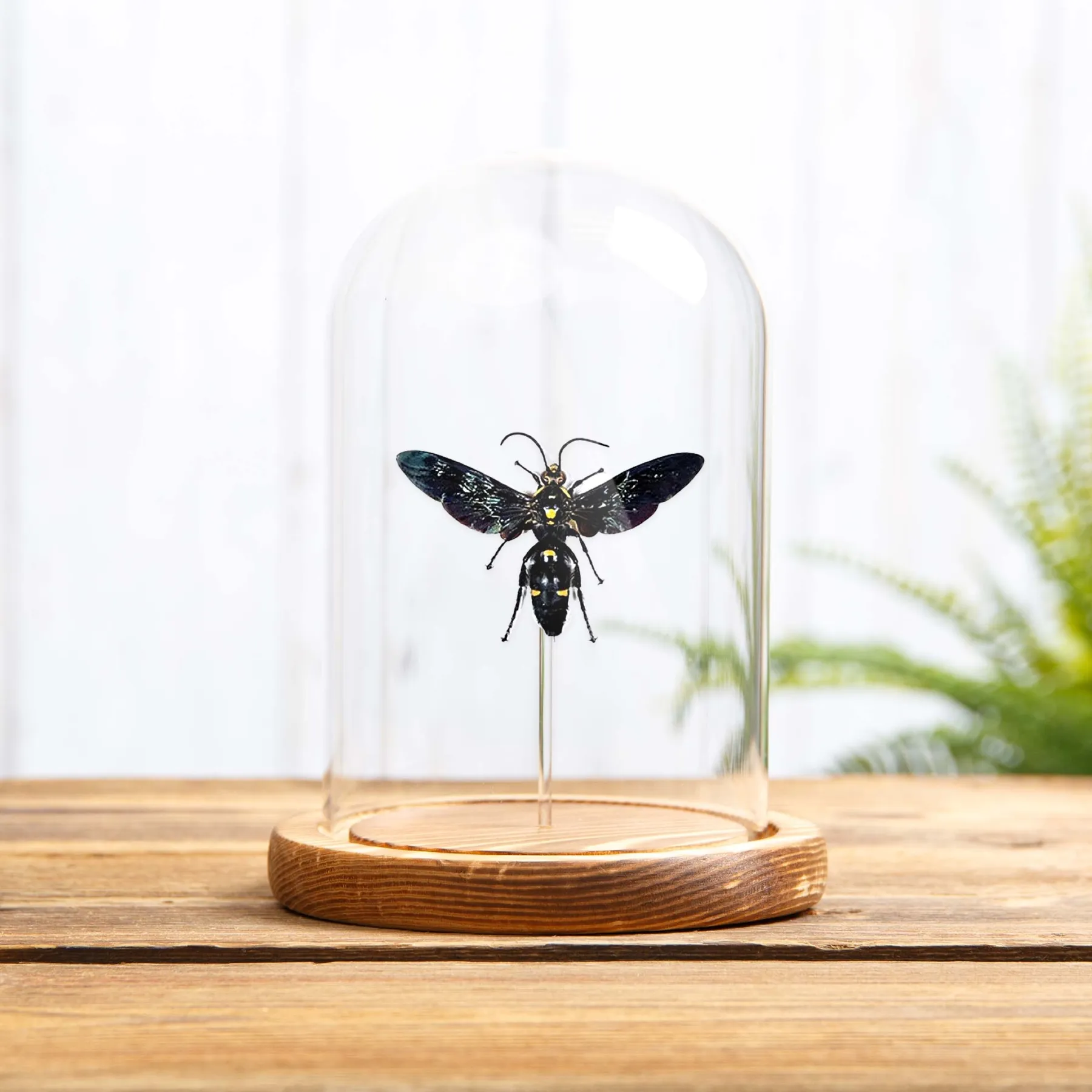 Minibeast Γιγάντιος Σκολίδης Σφήκα σε Γυάλινο Θόλο (Megascolia procer javanesis)