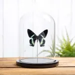 Minibeast Alcides orontes Moth In Glass Dome from Maluku islands