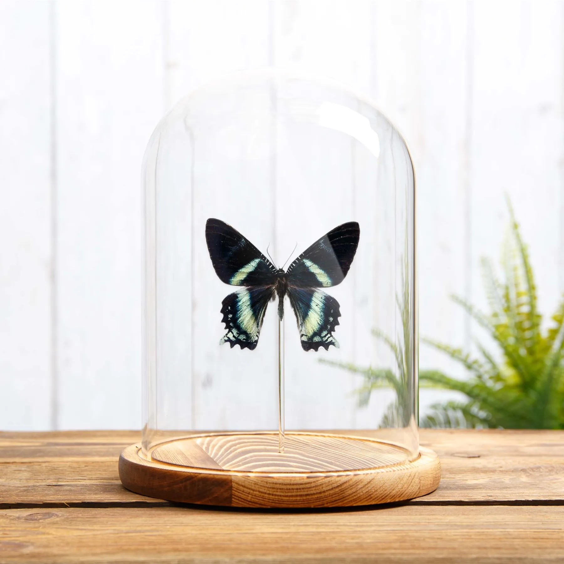Alcides orontes Moth In Glass Dome from Maluku islands
