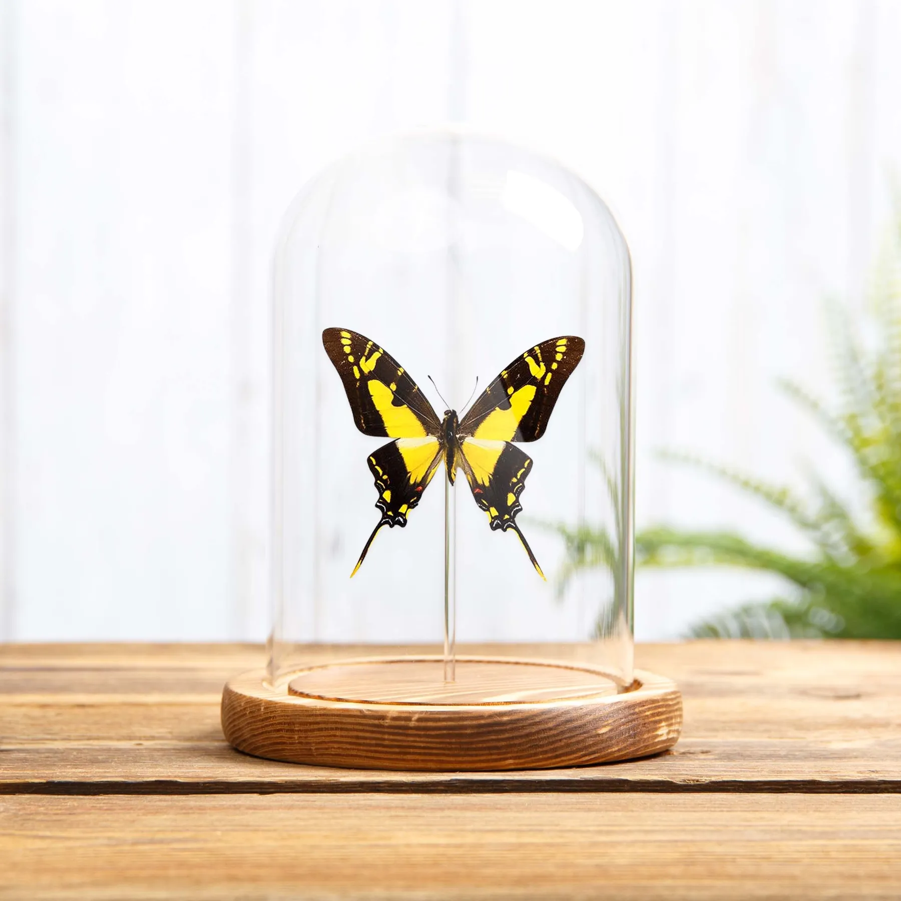 Minibeast Gelber Schwertschwanz-Schmetterling in einer Glasglocke (Eurytides Thyastes Thyastinus)