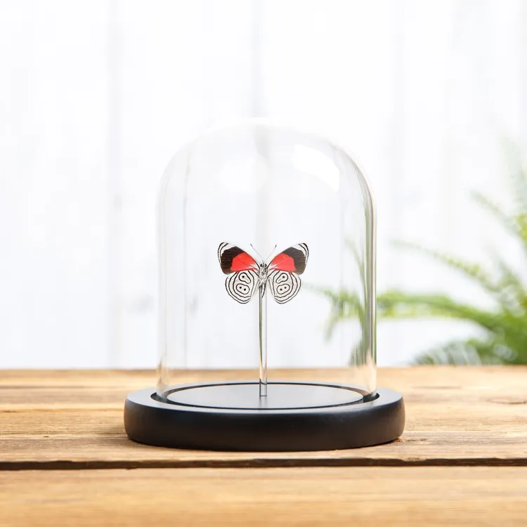 Cramer’s Eighty-Eight Butterfly In Glass Dome (Diaethria neglecta)