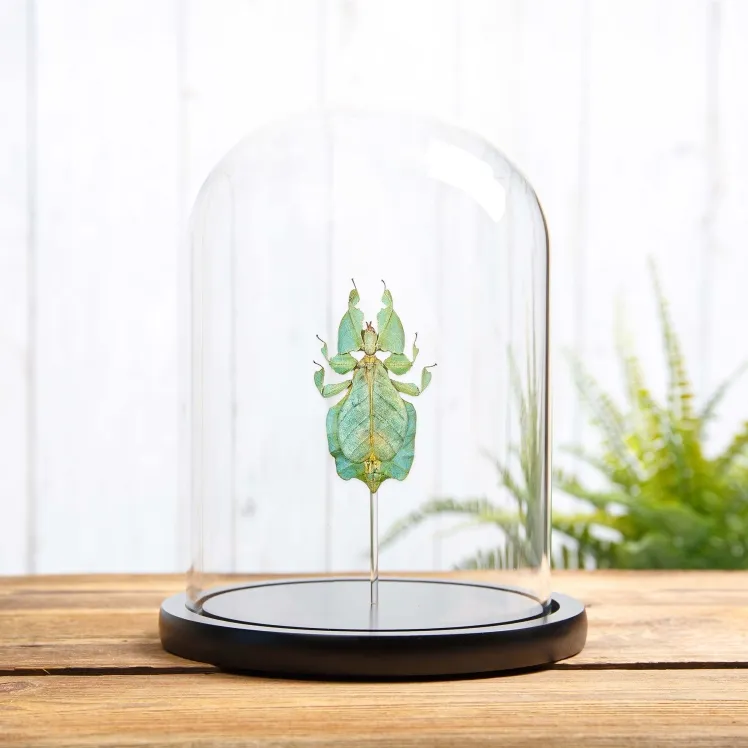 Gray's Leaf Insect In Large Glass Dome (Phyllium bioculatum)