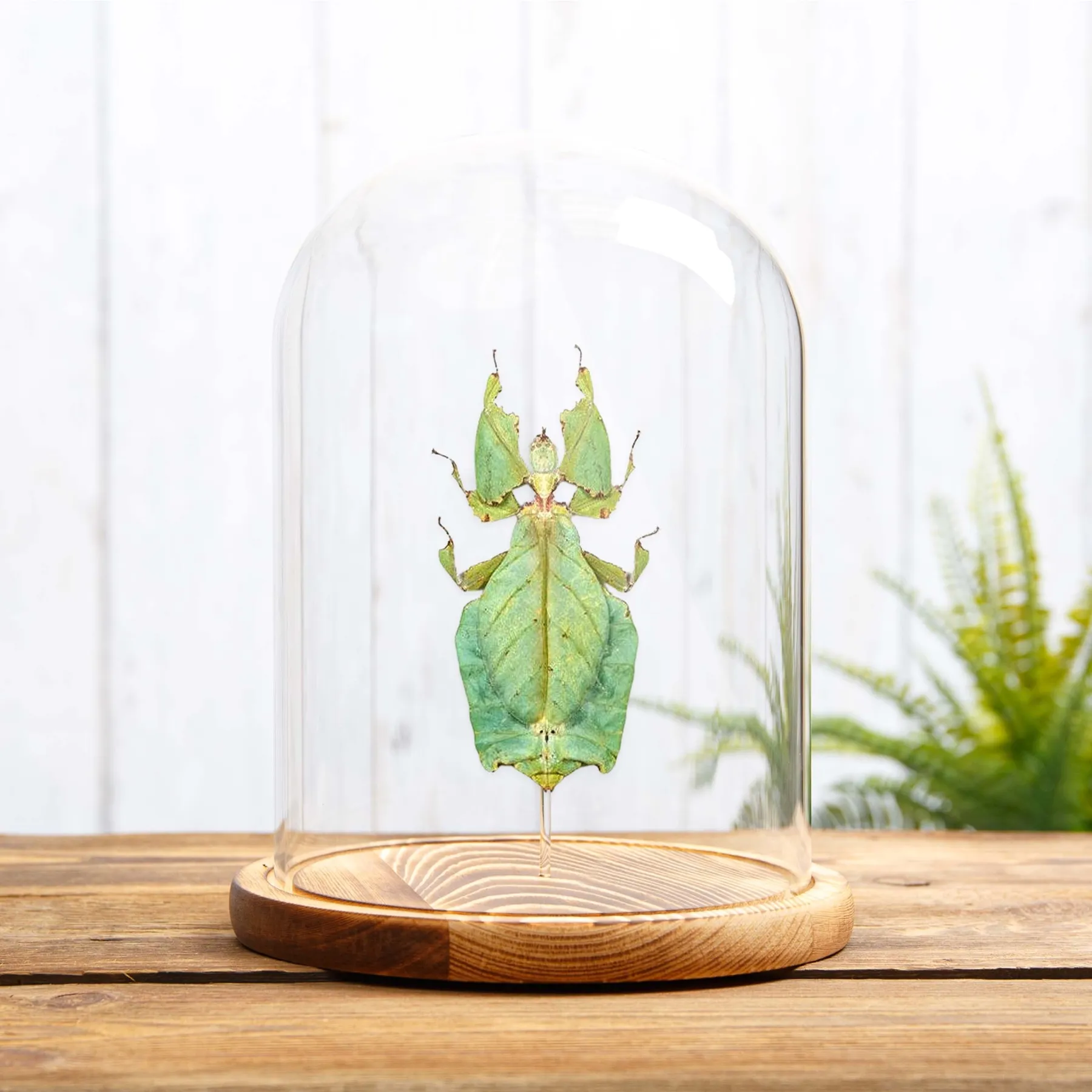 Minibeast Giant Leaf Insect In Glass Dome (Phyllium giganteum)