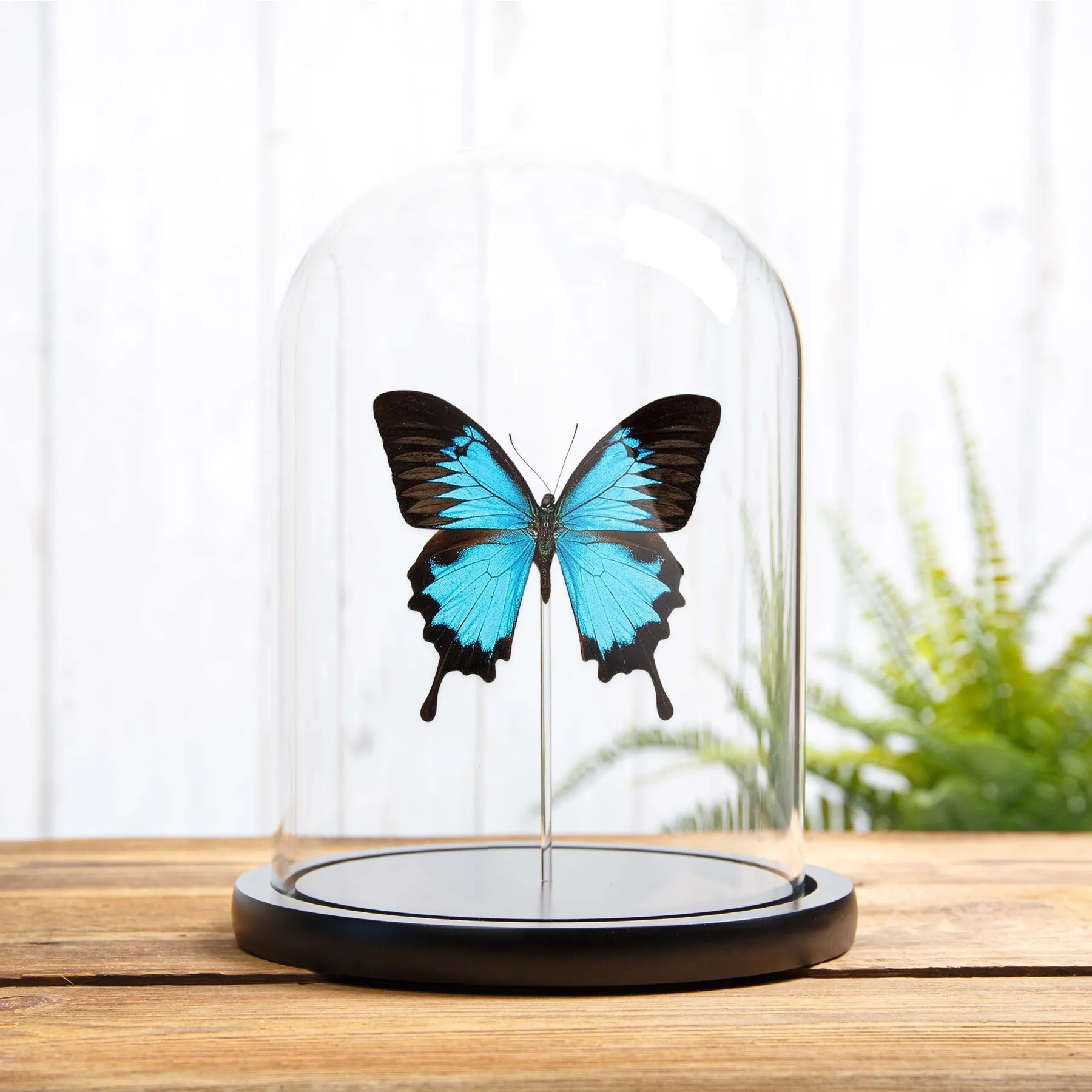Minibeast Machaon bleu des montagnes sous cloche en verre (Papilio ulysses)