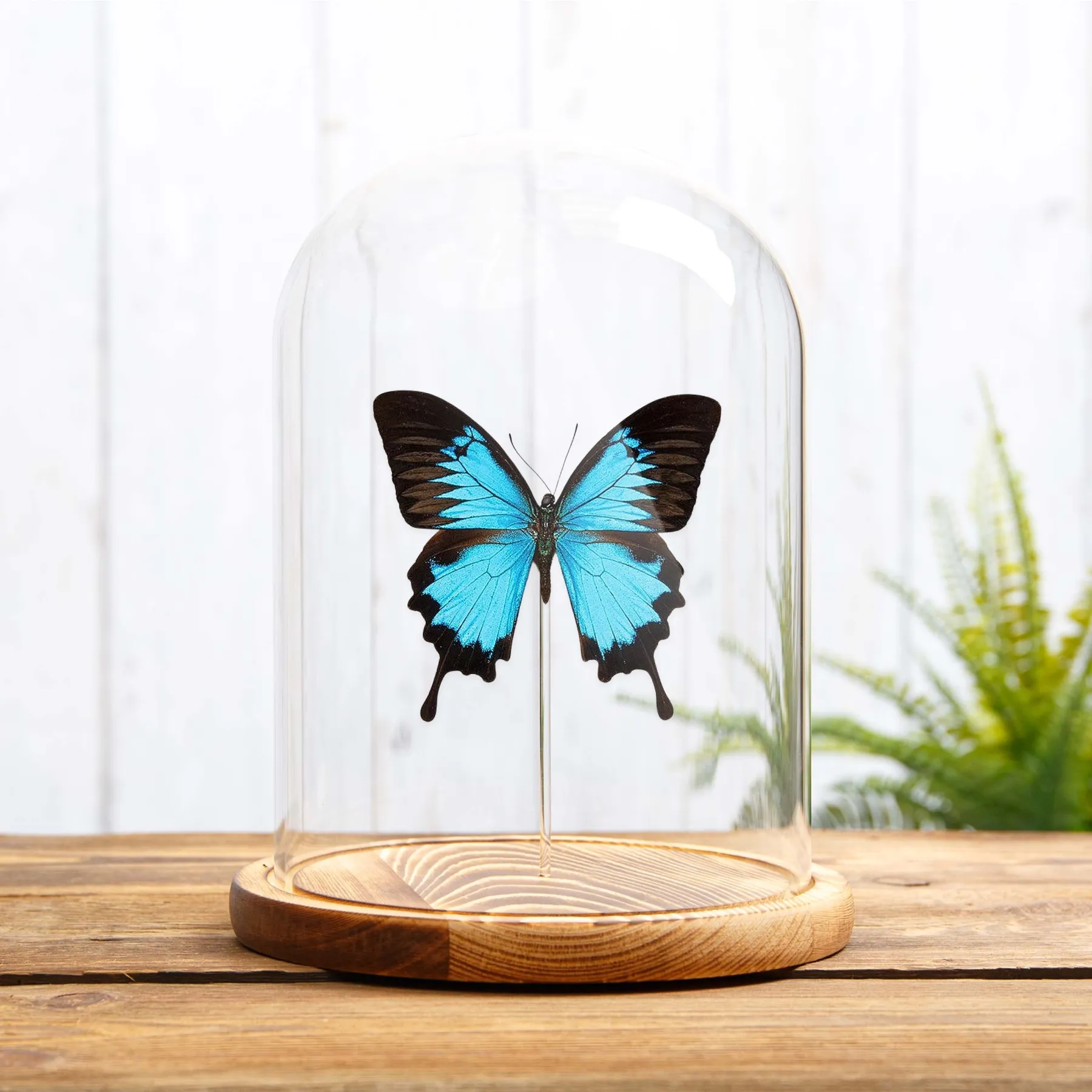 Minibeast Machaon bleu des montagnes sous cloche en verre (Papilio ulysses)