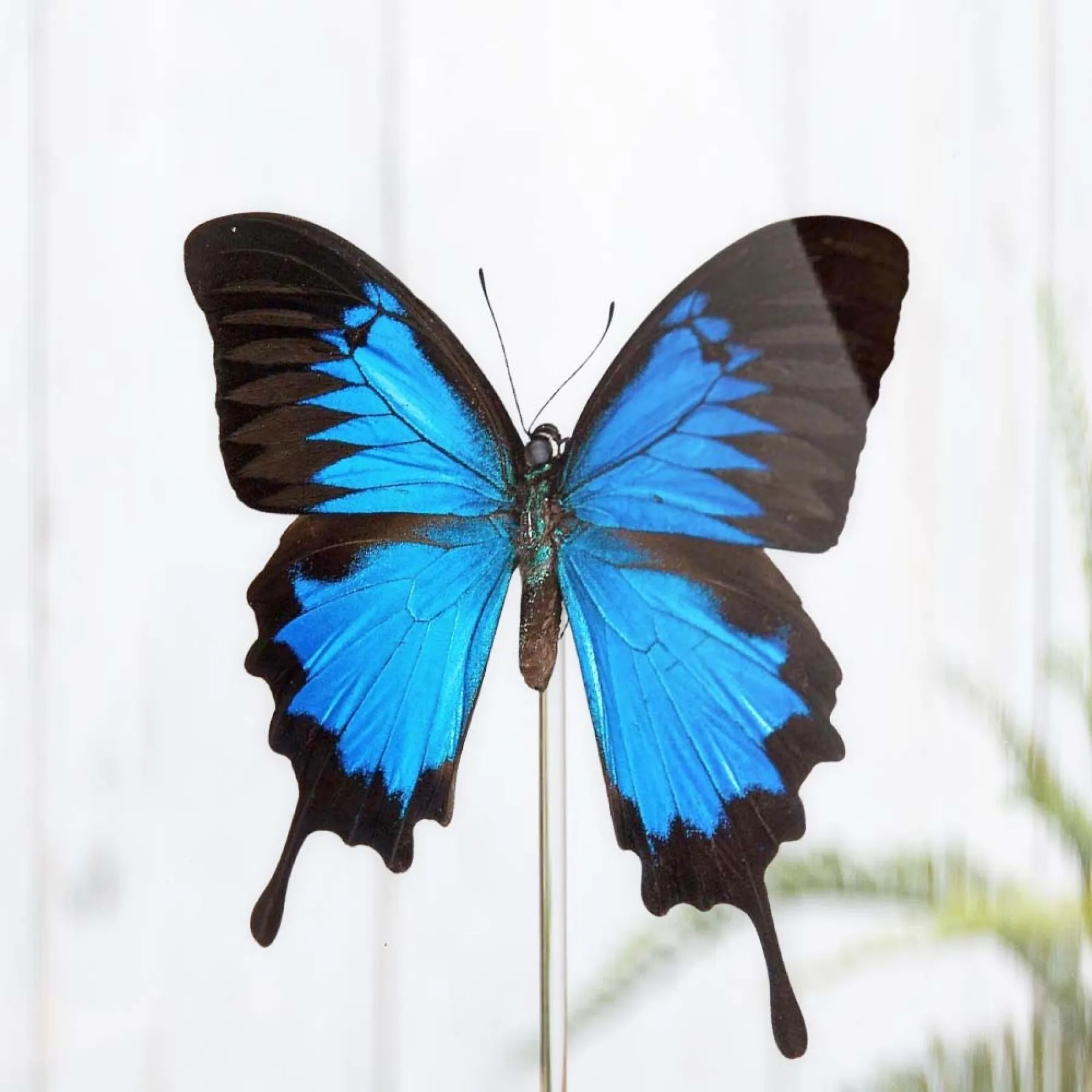 Minibeast Machaon bleu des montagnes sous cloche en verre (Papilio ulysses)
