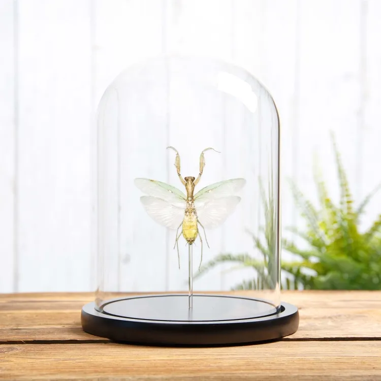 The Indochina Mantis In Glass Dome (Hierodula patellifera)
