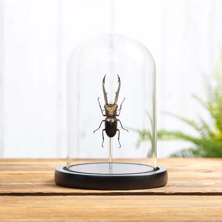 Stag Beetle In Glass Dome (Cyclommatus metallifer finae)