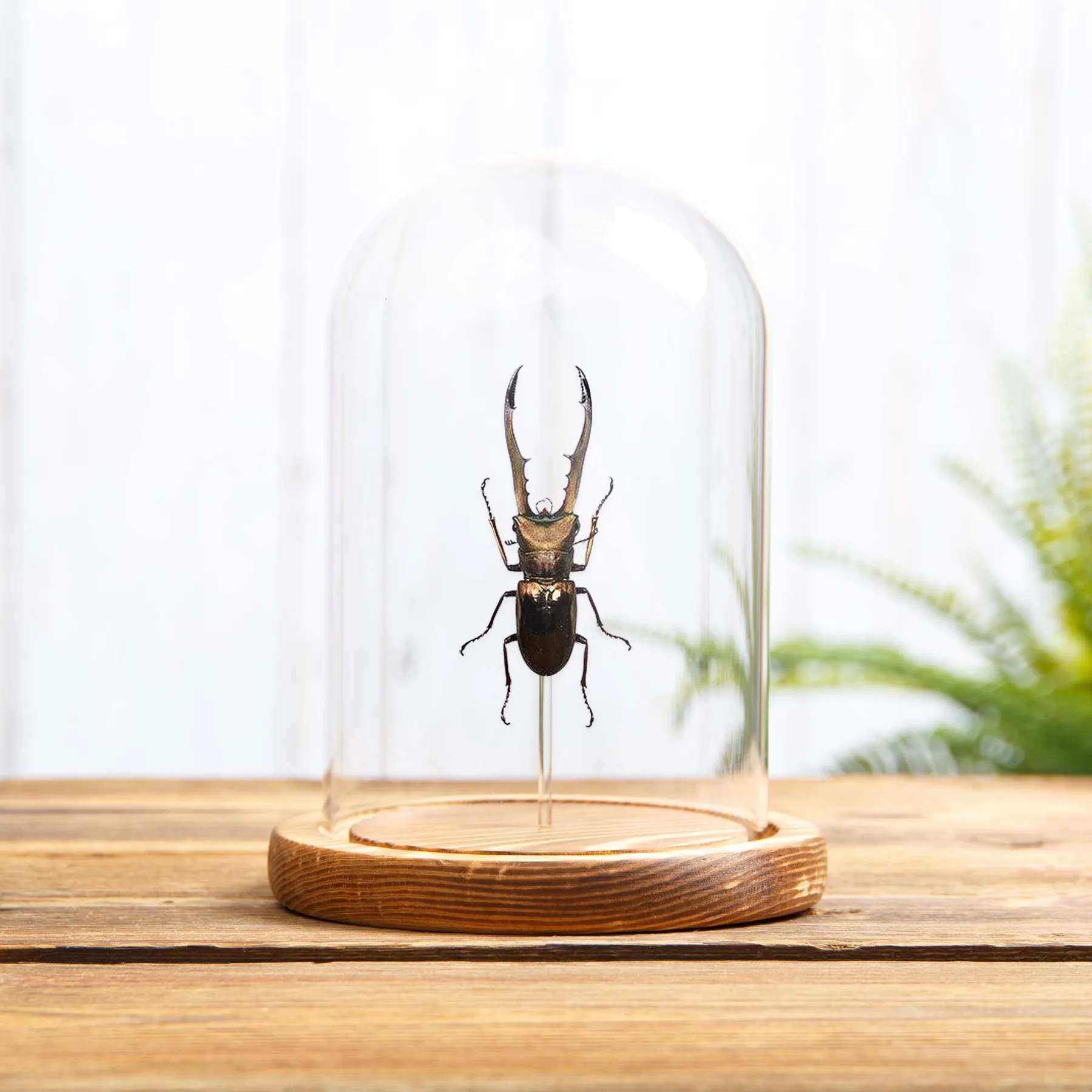 Stag Beetle In Glass Dome (Cyclommatus metallifer finae) Minibeast Stag Beetle In Glass Dome (Cyclommatus metallifer finae)