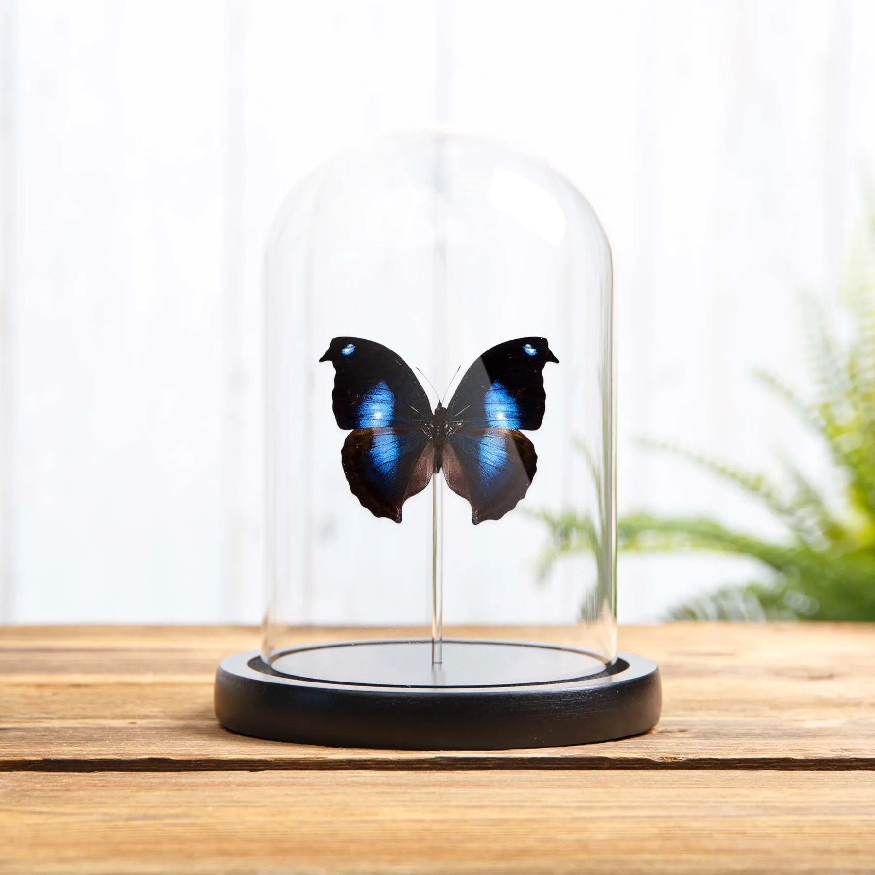 Minibeast Mariposa gran azul Moonset en campana de vidrio (Napeocles jucunda)