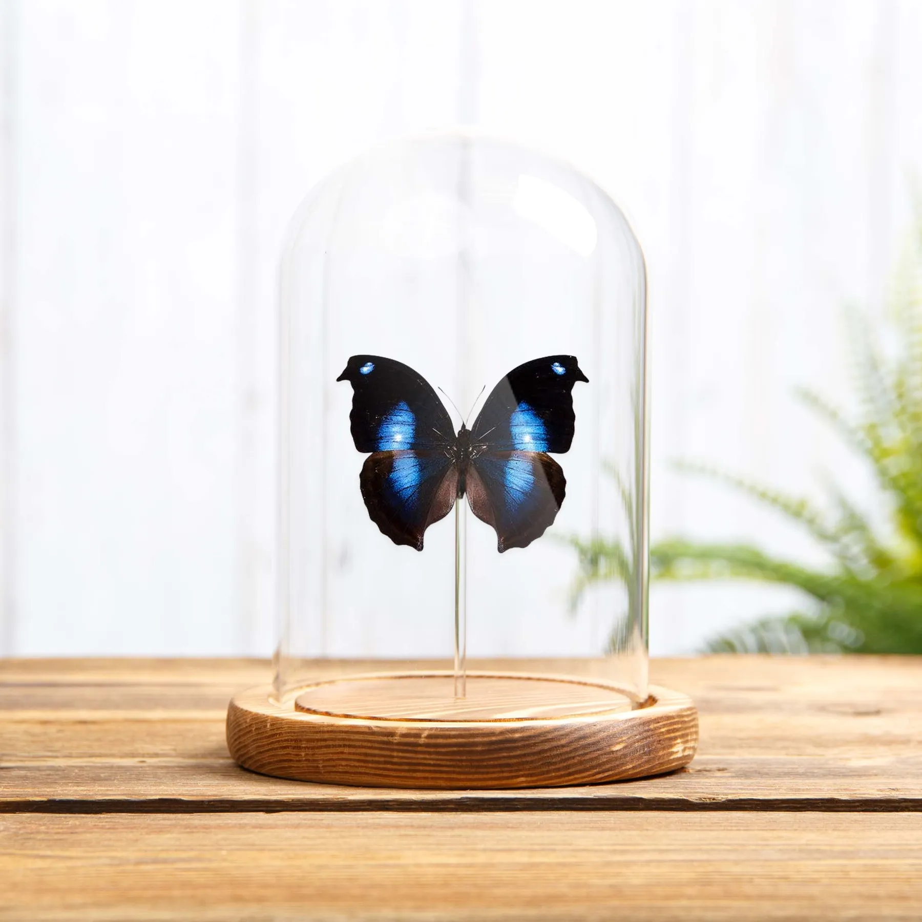 Minibeast Mariposa gran azul Moonset en campana de vidrio (Napeocles jucunda)