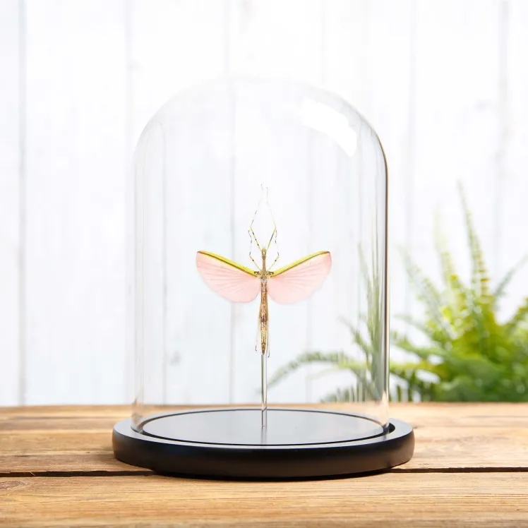 Pink Winged Stick Insect In Glass Dome  (Necroscia annulipes)