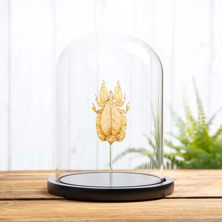 Gray's Leaf Insect Orange Form In Glass Dome (Phyllium bioculatum)