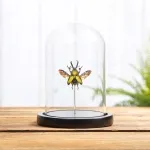 Minibeast Saw Tooth Beetle In Glass Dome (Lamprima adolphinae)