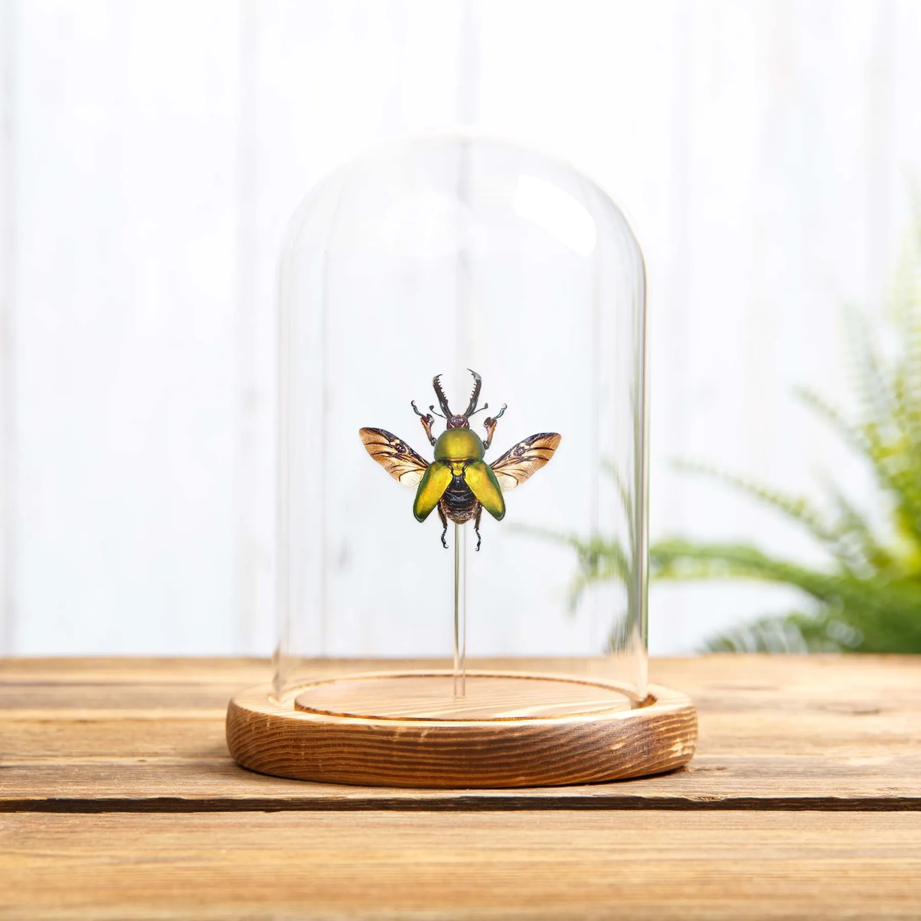 Saw Tooth Beetle In Glass Dome (Lamprima adolphinae)