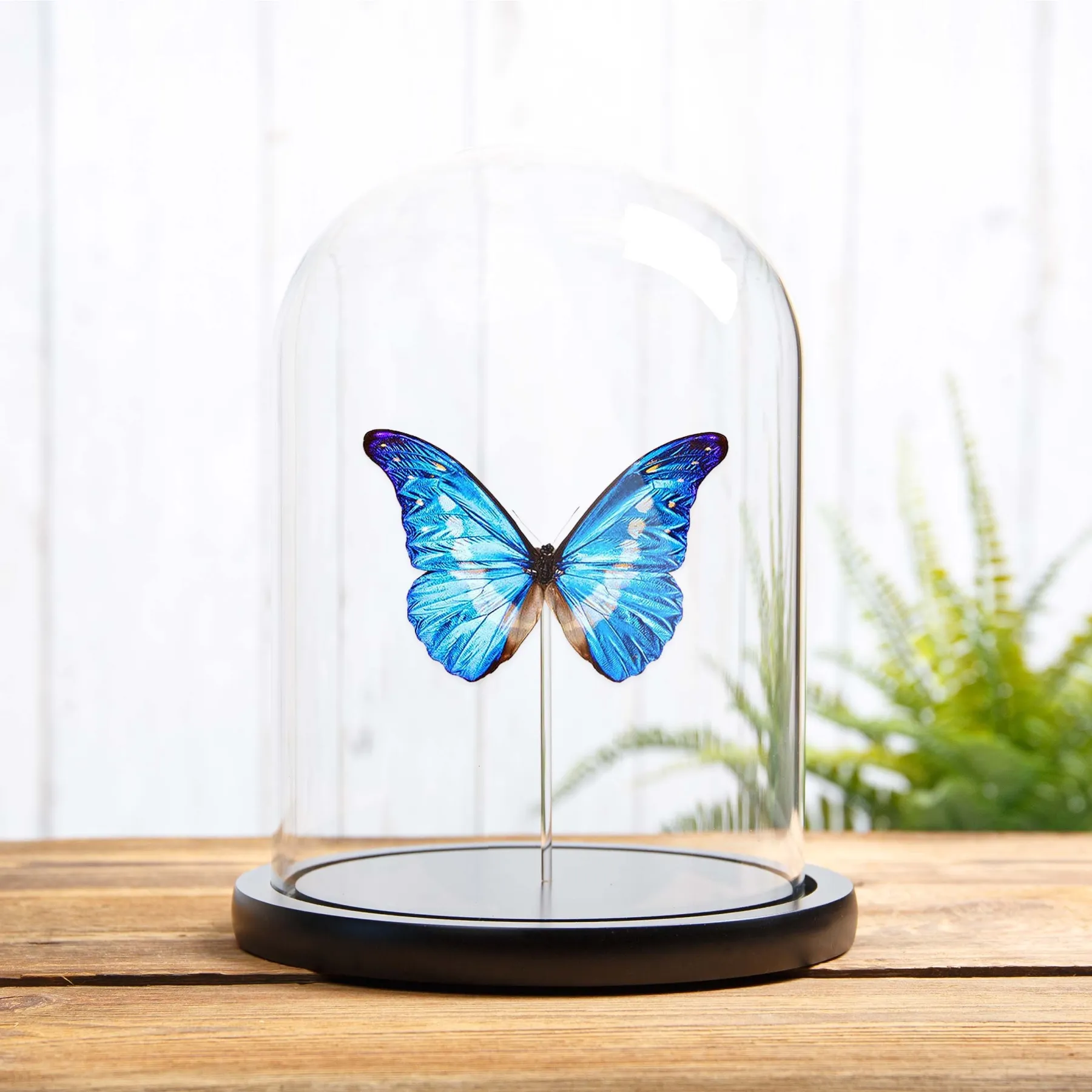 Minibeast Papillon Morpho Helena sous cloche en verre (Morpho rhetenor helena)