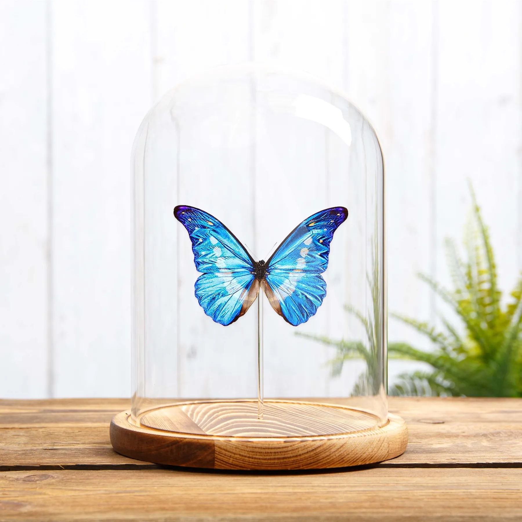 Minibeast Papillon Morpho Helena sous cloche en verre (Morpho rhetenor helena)