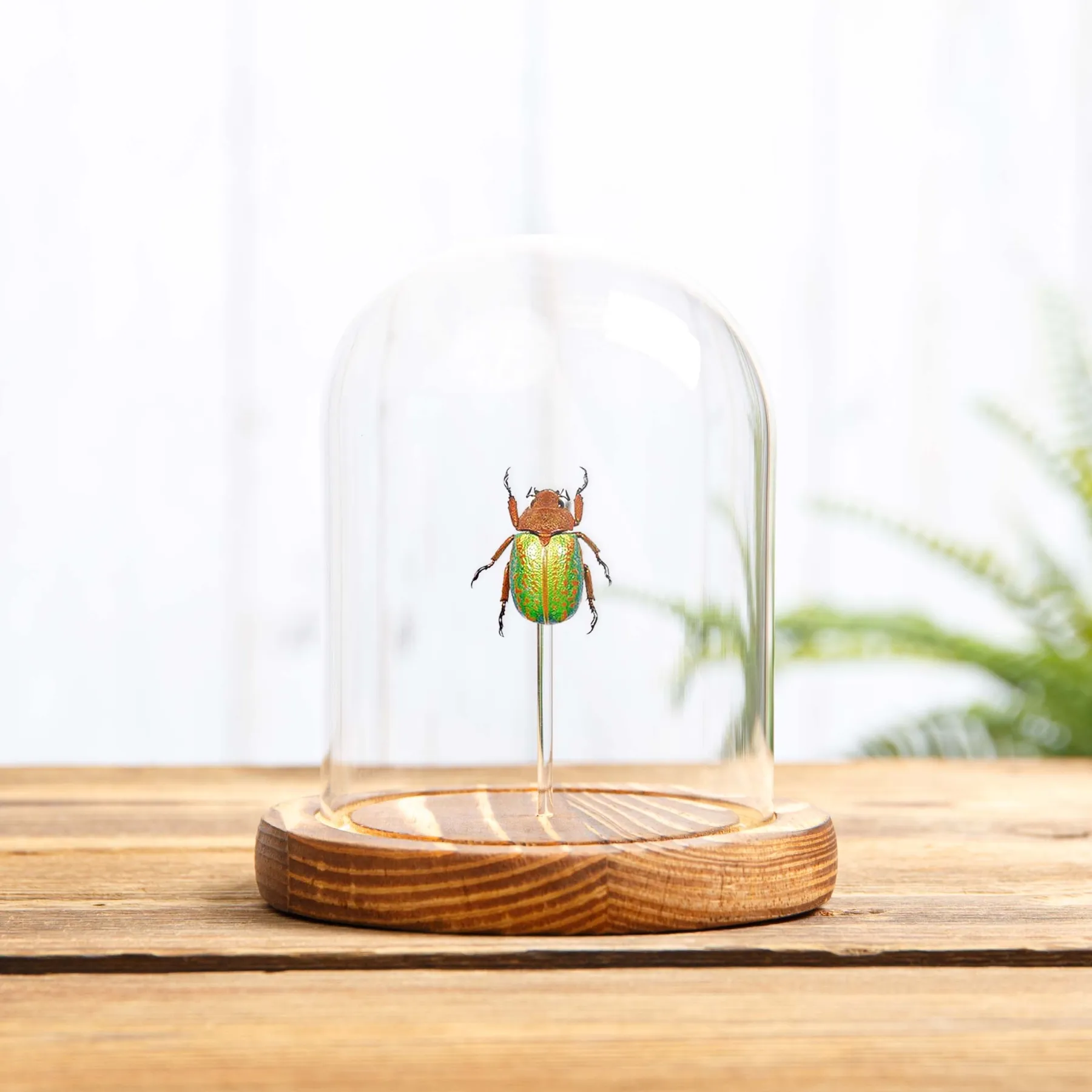 Minibeast Scarabeo Gioiello in Campana di Vetro (Plusiotis victorina)