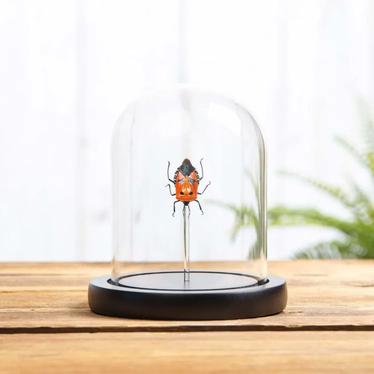 Man-faced Stink Bug In Glass Dome (Catacanthus incarnatus)