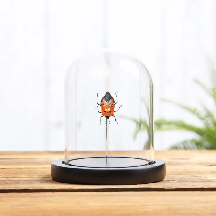 Man-faced Stink Bug In Glass Dome (Catacanthus incarnatus)