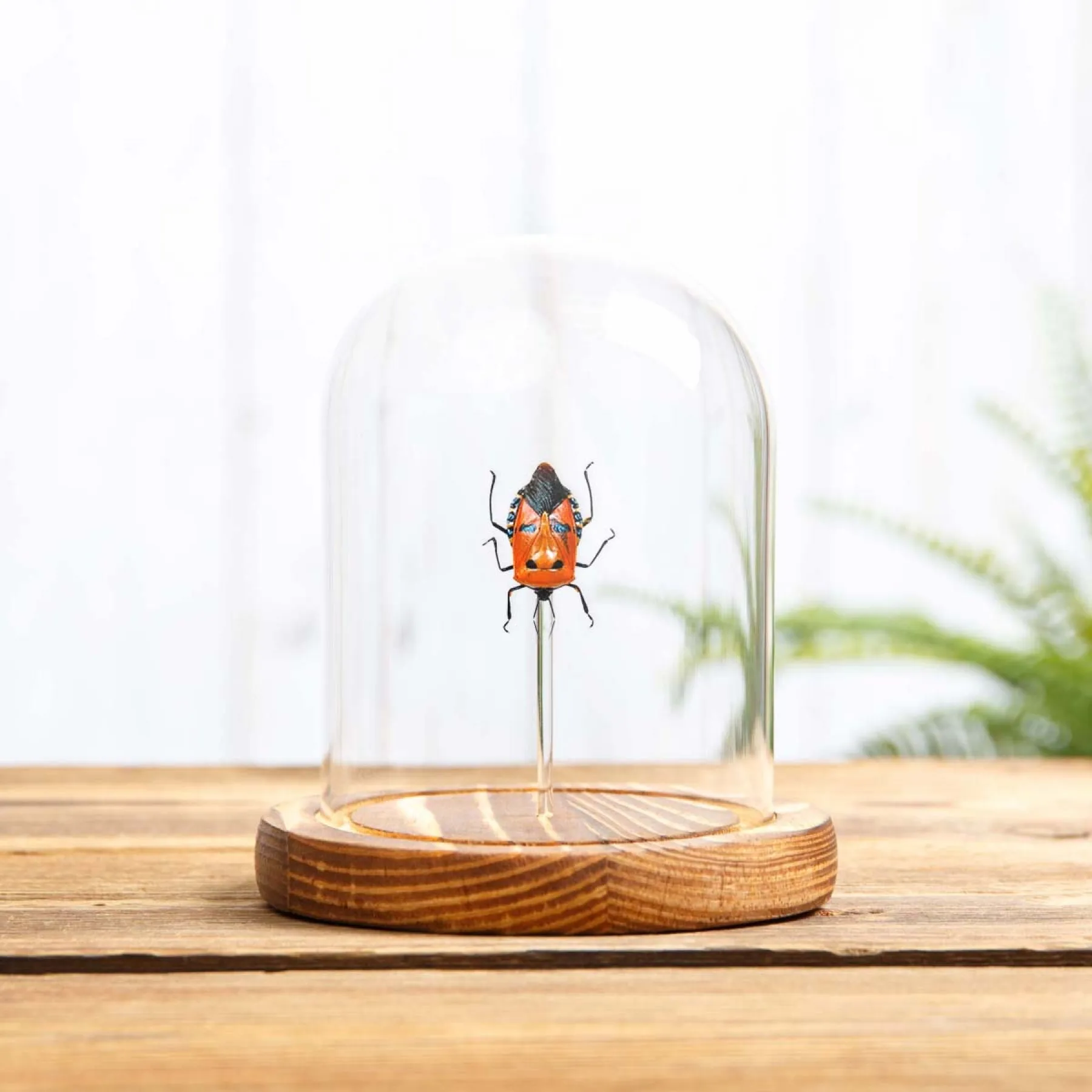 Minibeast Βρωμούσα με ανθρώπινο πρόσωπο σε γυάλινο θόλο (Catacanthus incarnatus)