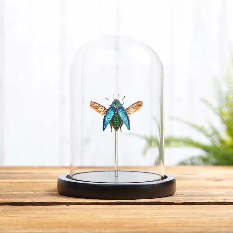 Malagasy Jewel Beetle In Glass Dome (Polybothris sumptuosa)