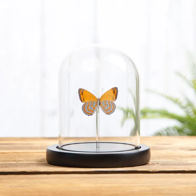 Spotted Lilac Tree Nymph Ventral Side Butterfly In Glass Dome (Sevenia pechueli)