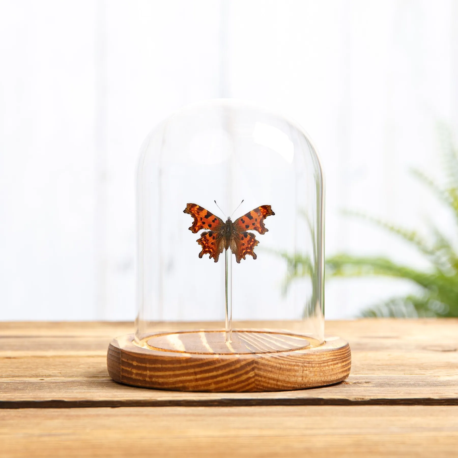 Minibeast De Komma Vlinder in Glazen Stolp (Polygonia c-album)