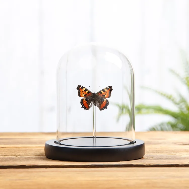De Kleine Tortoiseshell Vlinder in Glazen Stolp (Aglais urticae)