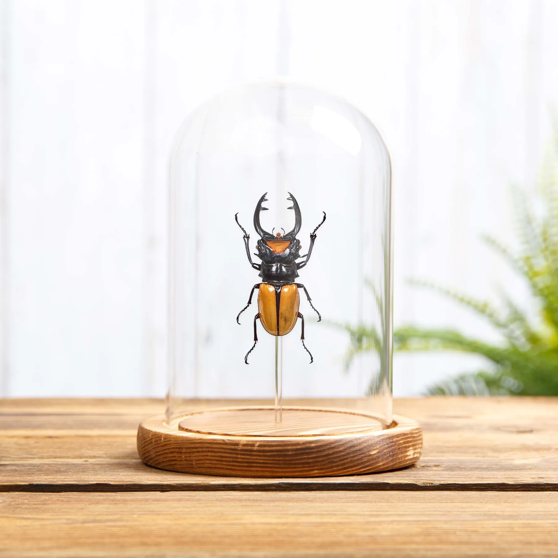 Minibeast Σκαθάρι Ελάφου σε Γυάλινο Θόλο (Odontolabis lacordairei)