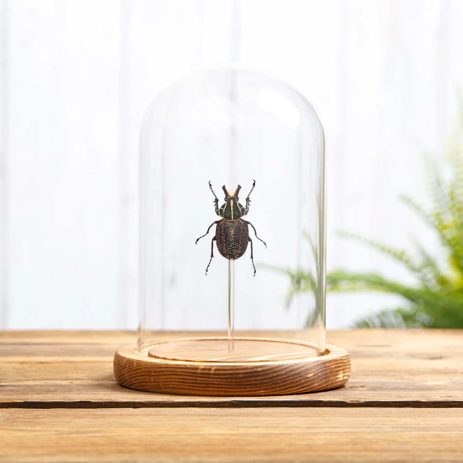 Minibeast Ανθοφάγος Κάνθαρος σε γυάλινο θόλο (inca clathratus)