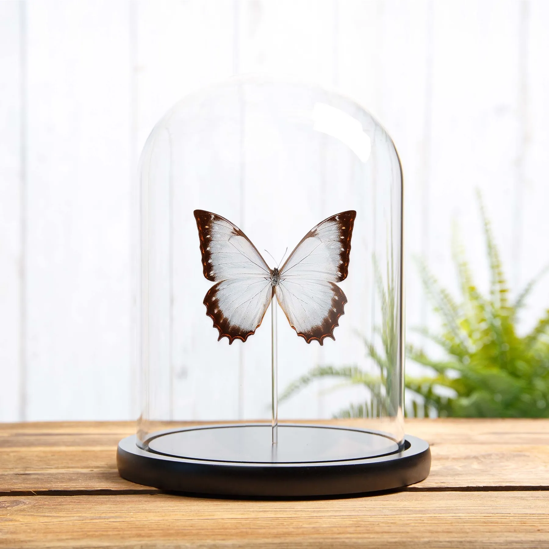 Minibeast Papillon Morpho Theseus sous cloche en verre (Morpho theseus juturna)