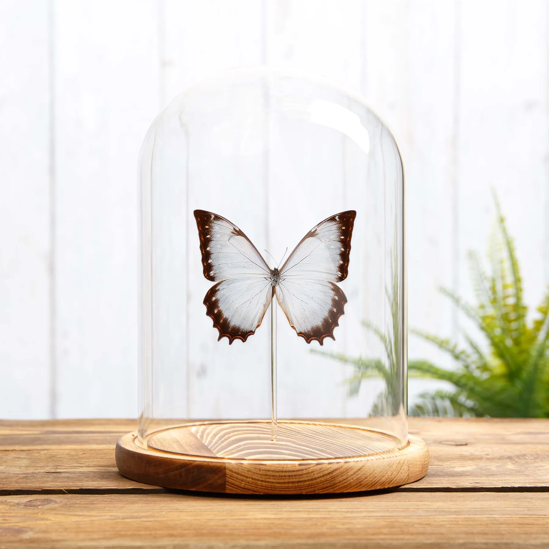 Minibeast Papillon Morpho Theseus sous cloche en verre (Morpho theseus juturna)