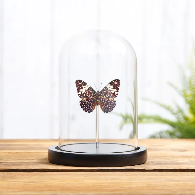 The Red Cracker Butterfly In Glass Dome (Hamadryas amphinome mexicana)
