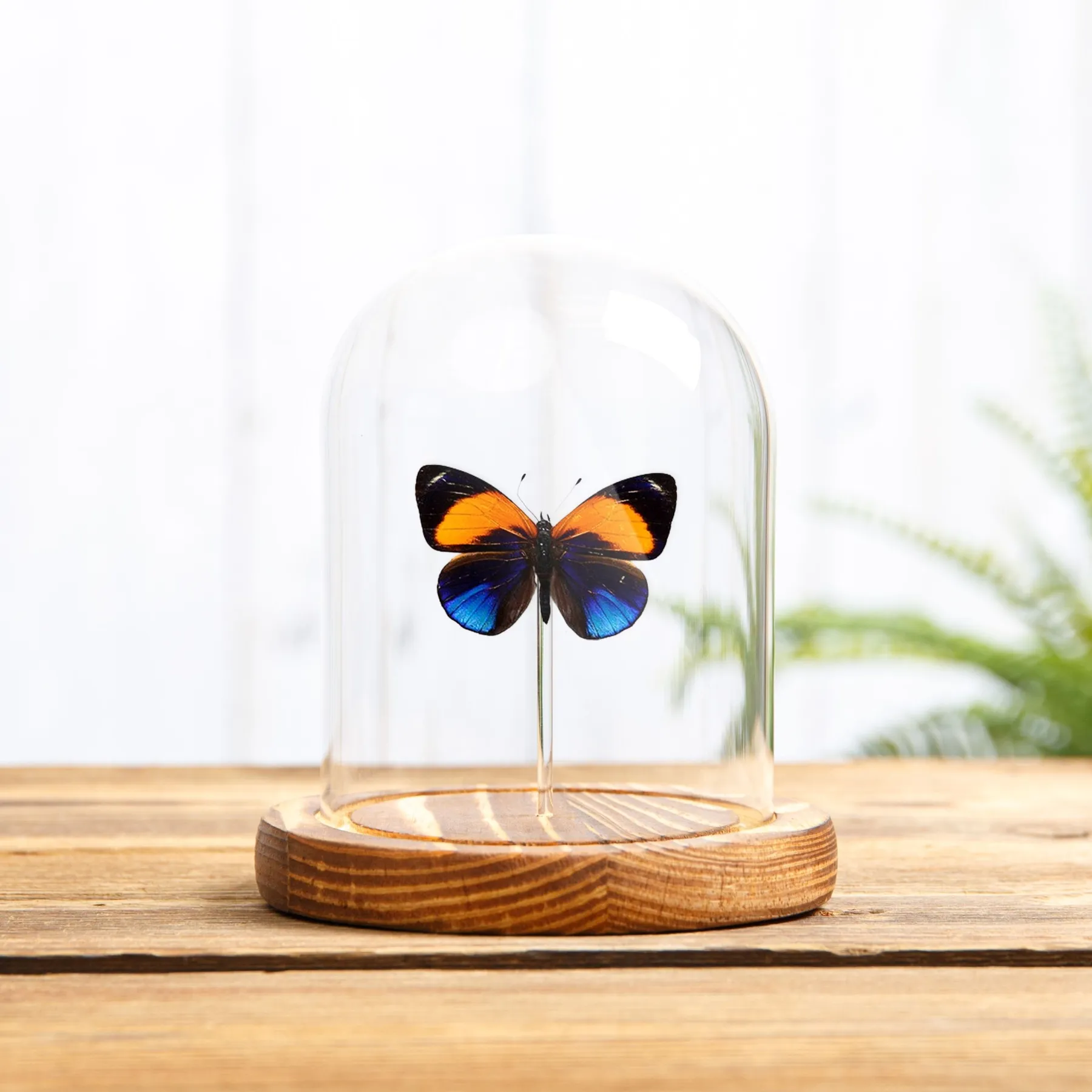Dotted Glory Butterfly In Glass Dome (Asterope markii davisi) Minibeast Dotted Glory Butterfly In Glass Dome (Asterope markii davisi)