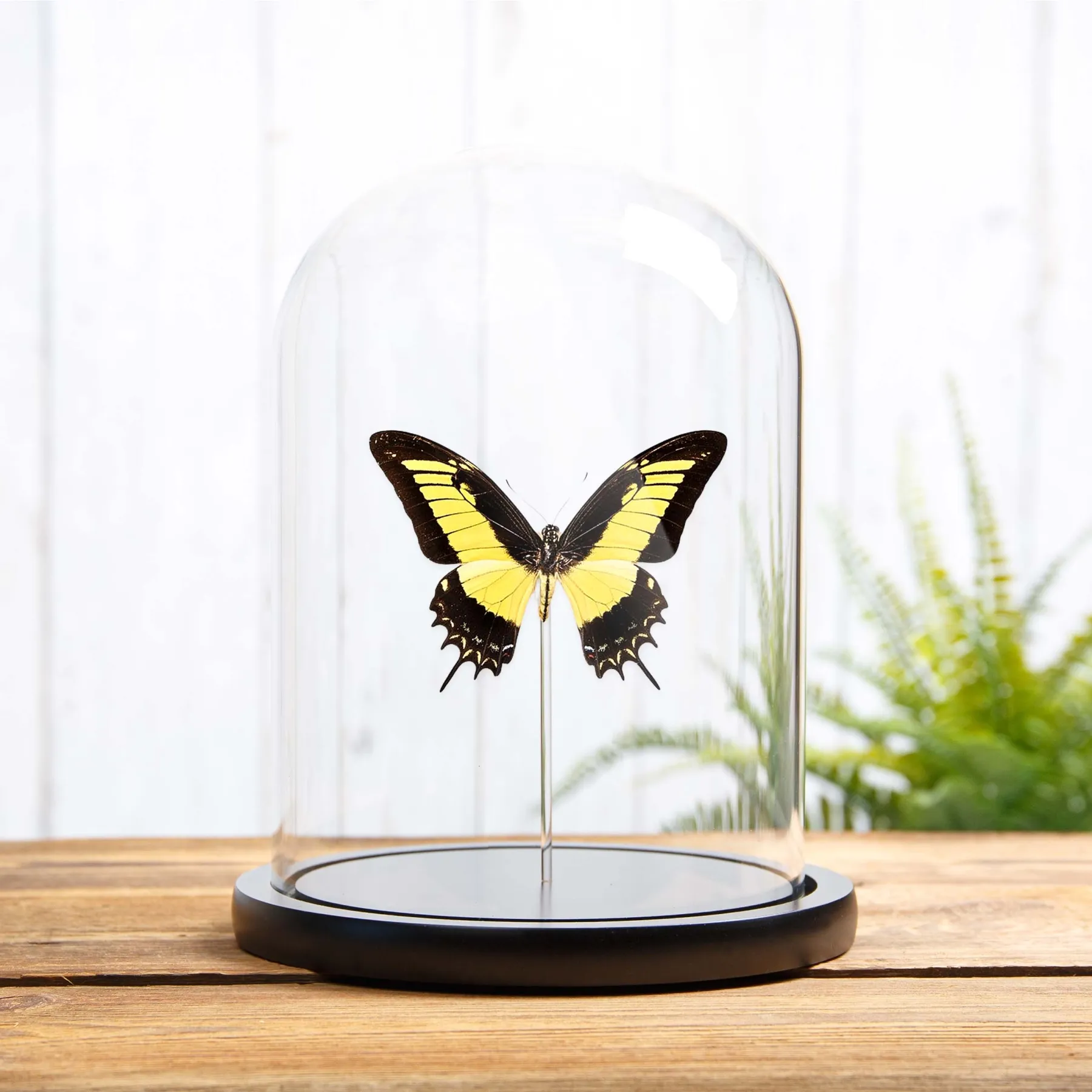 Minibeast Papillon Androgeus à queue d’hirondelle sous cloche en verre (Papilio androgeus epidauras)
