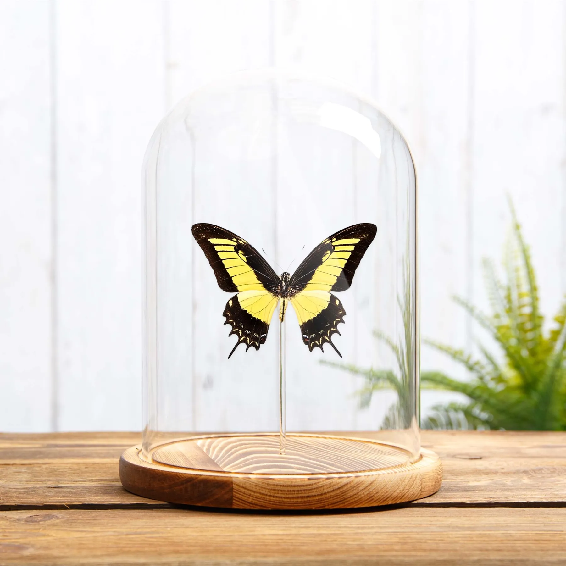 Minibeast Papillon Androgeus à queue d’hirondelle sous cloche en verre (Papilio androgeus epidauras)