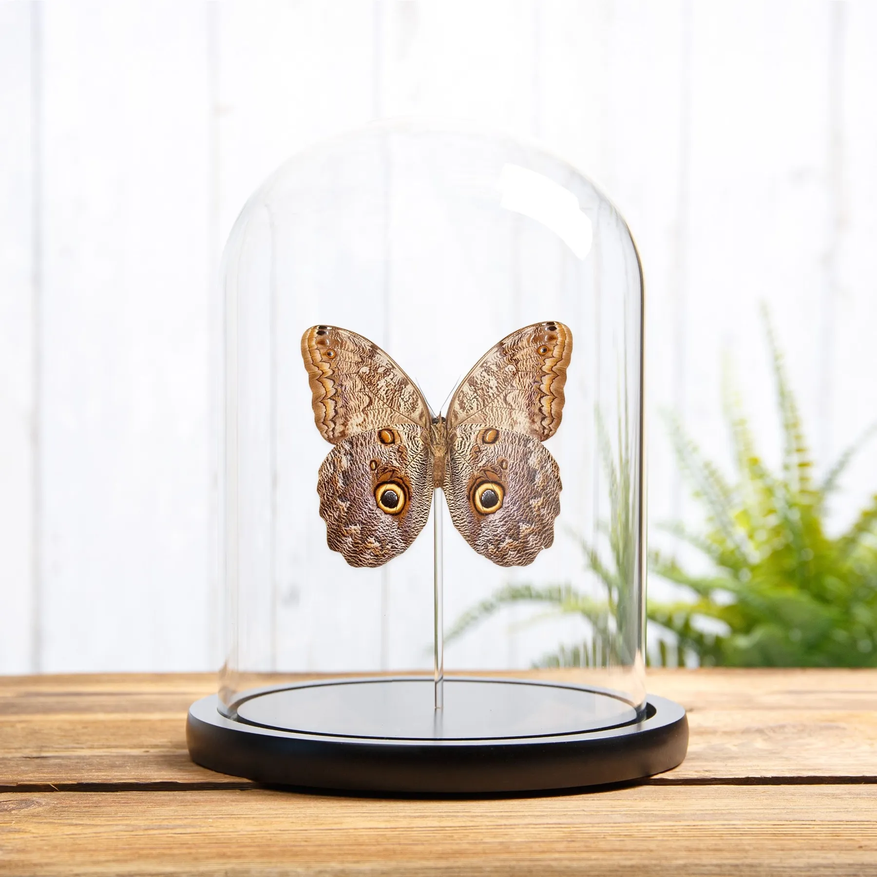 Minibeast Papillon Hibou Géant sous cloche en verre (Caligo telamonius)