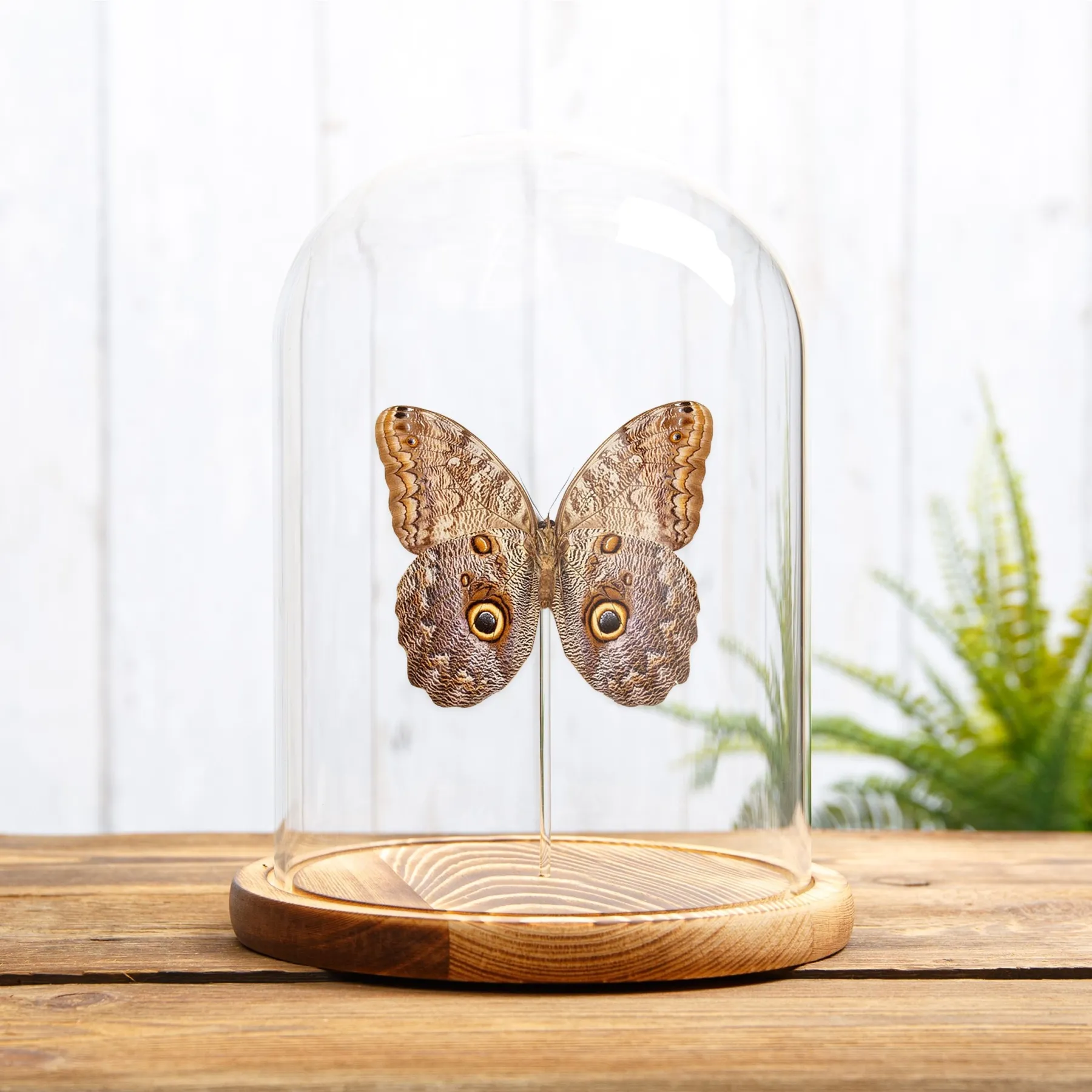 Minibeast Papillon Hibou Géant sous cloche en verre (Caligo telamonius)